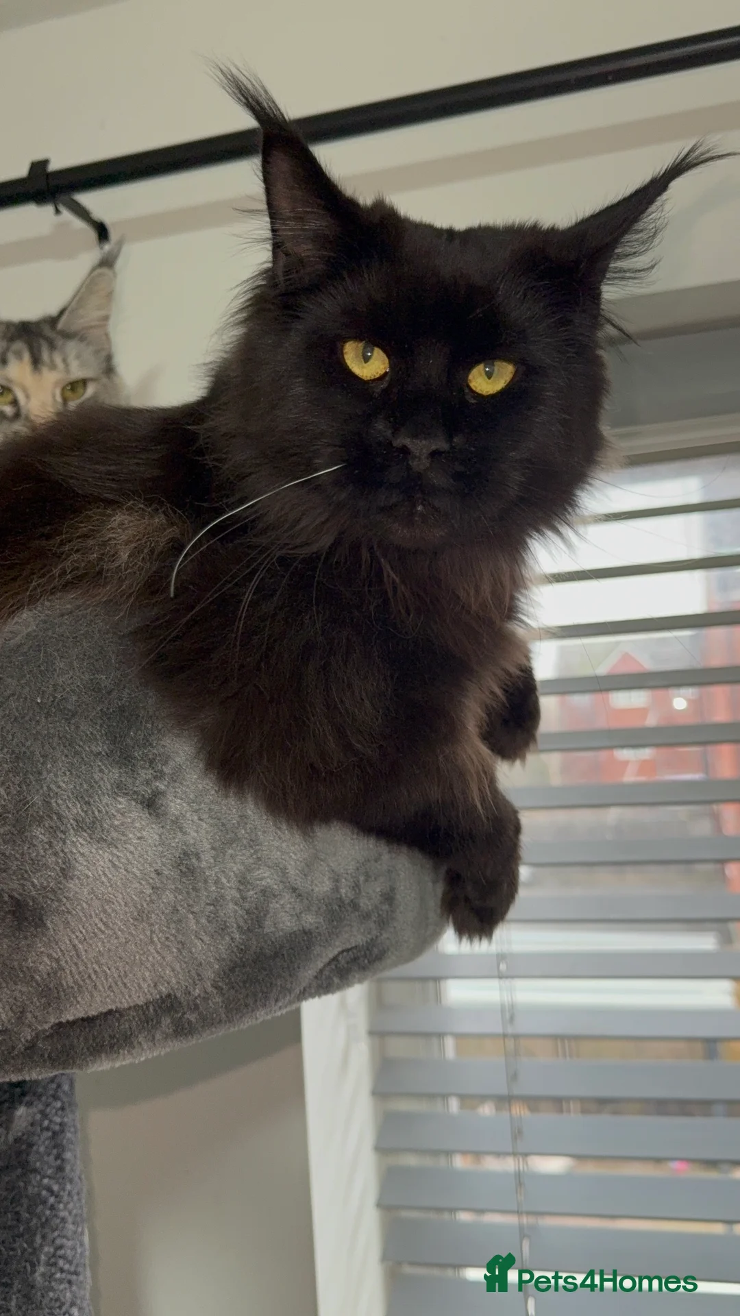 Maine Coon cats for sale: Tica registered black smoke female! - Advert 8