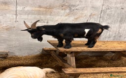 Goats livestock for sale: 2 x Male Pygmy Goats  - Image 2