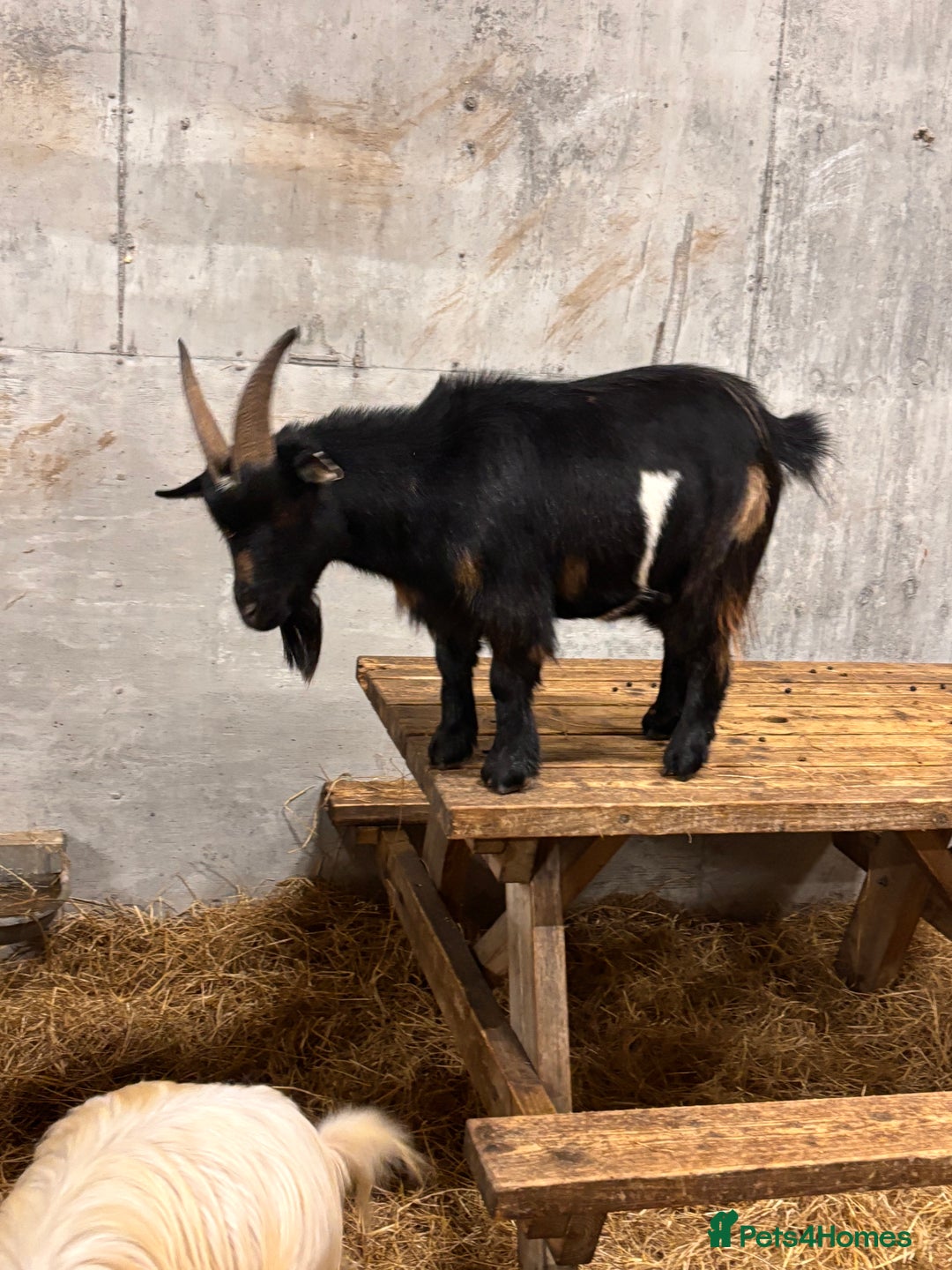 Goats livestock for sale: 2 x Male Pygmy Goats  - Image 2