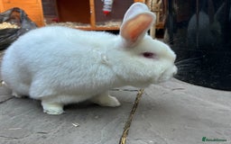 Mixed Breed rabbits for sale: Satin rabbit,white and male (Dexter) - Image 1