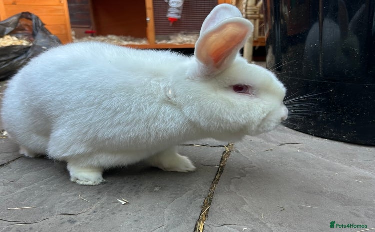 Mixed Breed rabbits for sale - Advert 1