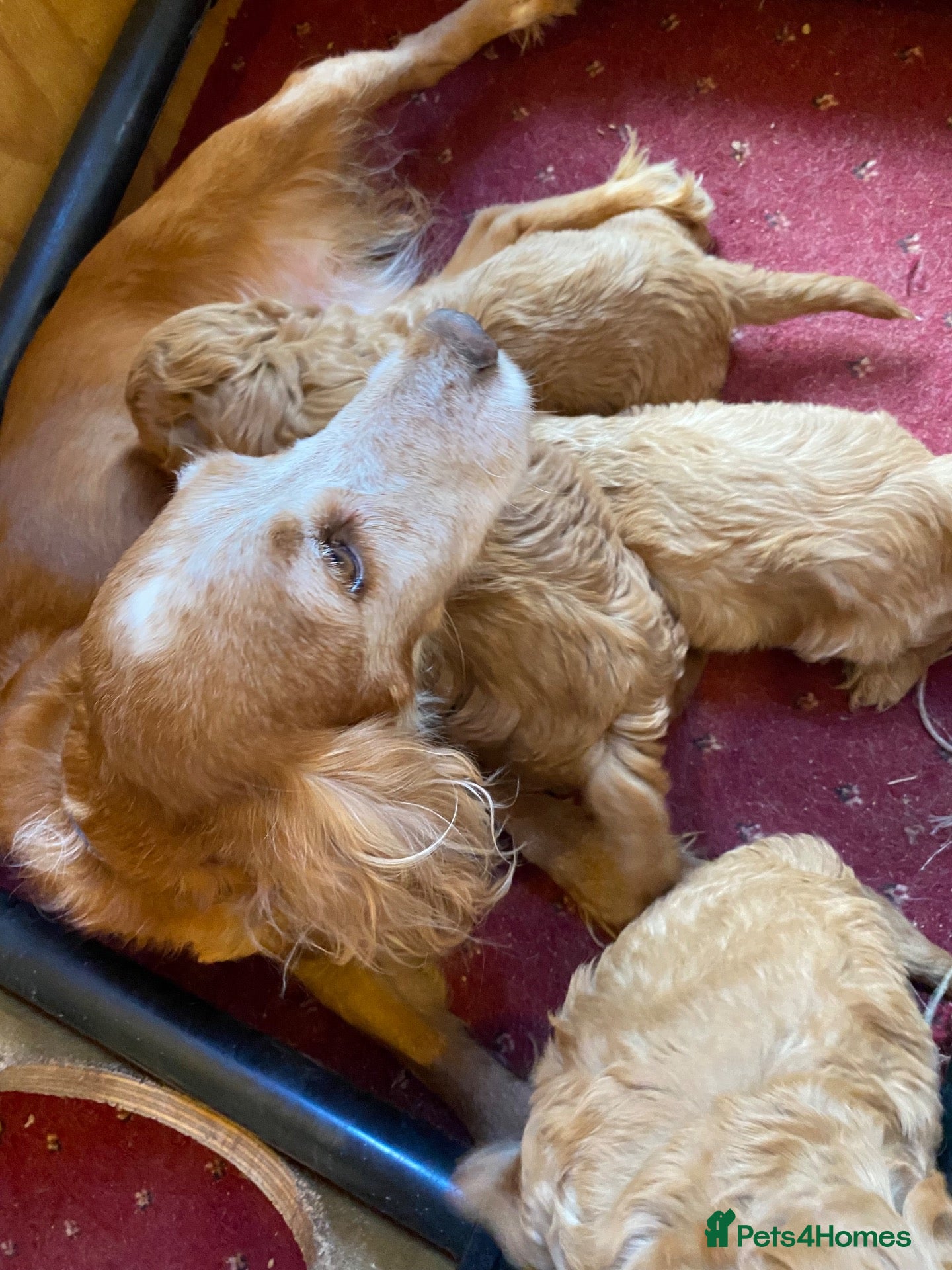 Cockapoo dogs Cockerpoo puppies - Advert 3
