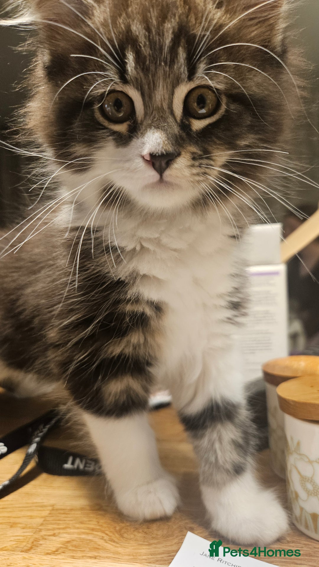 Maine Coon cats for sale: Beautiful Female Mixed Maine Coon kittens - Advert 37