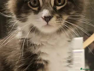 Maine Coon cats Gorgeous Playful Female Mixed Maine Coon kitten - Advert 4