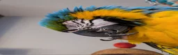 Macaws birds for sale:  Blue & gold macaw - Advert 3
