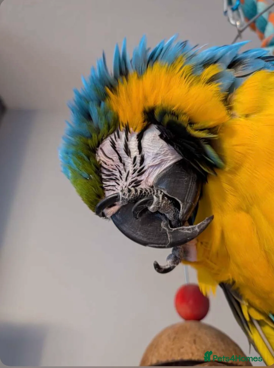 Macaws birds for sale:  Blue & gold macaw - Advert 3