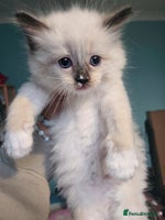 Ragdoll cats - Advert 14