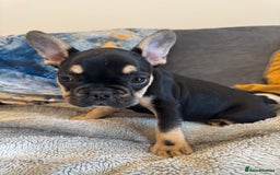 French Bulldog dogs for sale:  REDUCED, 1 GIRL LEFT French bulldog puppies  - Image 12