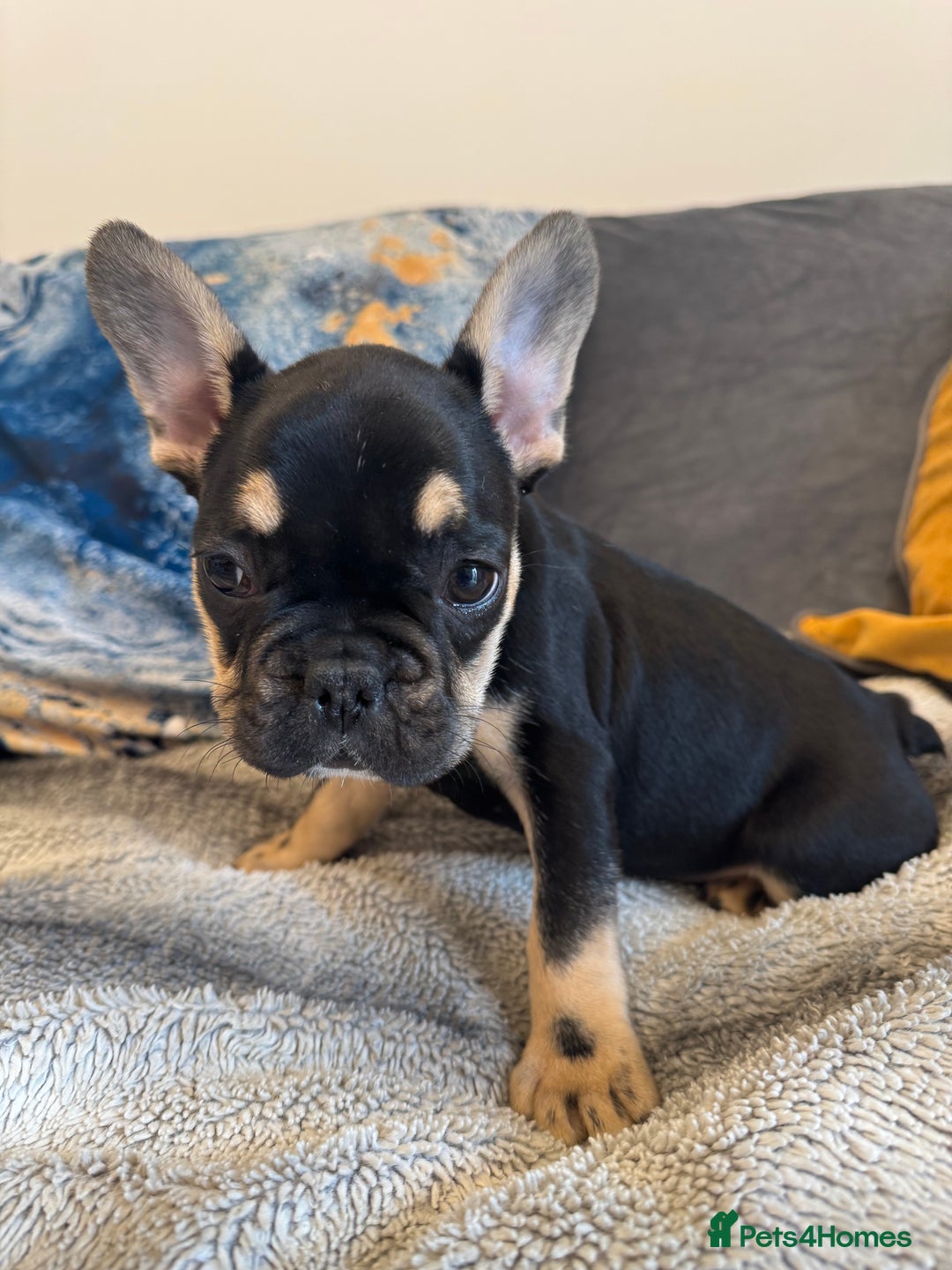 French Bulldog dogs for sale:  REDUCED, 1 GIRL LEFT French bulldog puppies  - Image 12