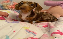 Miniature Dachshund dogs for sale: Looking for a new home for ‘Apple’ - Image 5