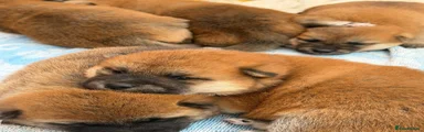 Japanese Shiba Inu 3