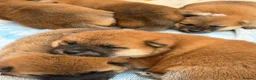 Japanese Shiba Inu dogs for sale: Japanese Shiba Inu Puppies Parents Health Tested - Advert 14