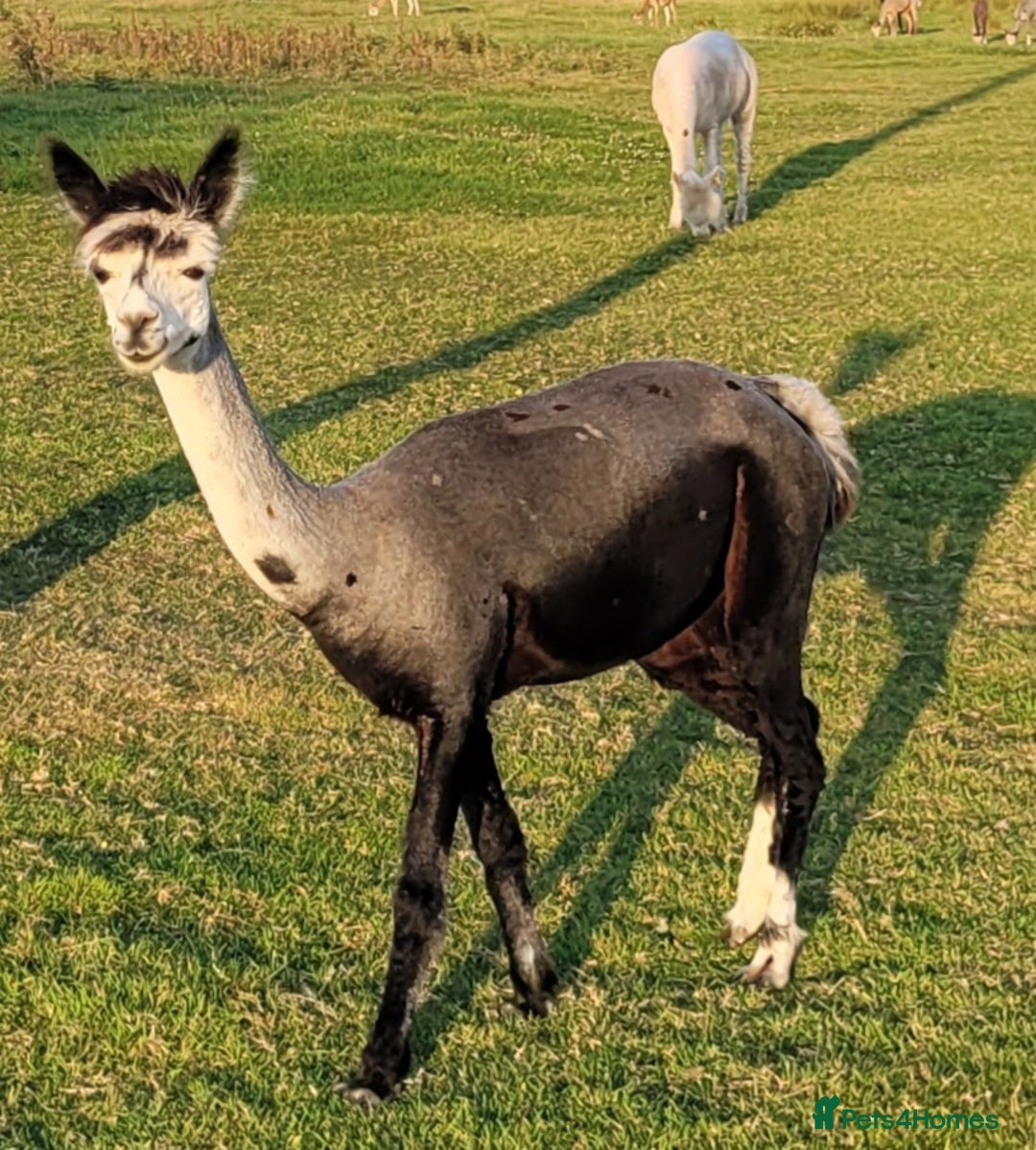 Alpaca livestock for sale: Alpacas for Sale - Advert 8