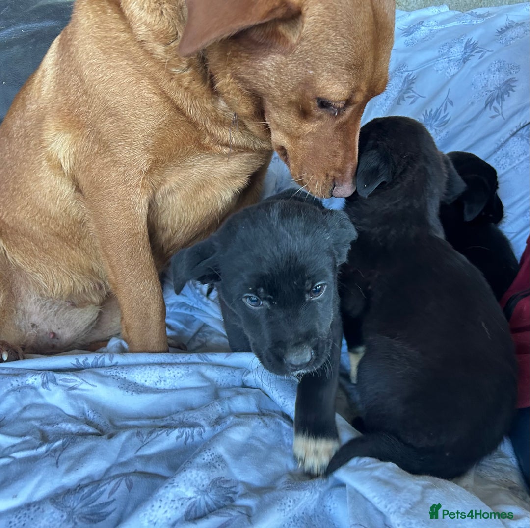 Borador dogs for sale: Borador Puppies - Advert 1