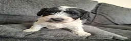 Mixed Breed dogs for sale: Cockapoochon - Advert 13