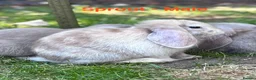 Mini Lop rabbits for sale: Mini Lop Baby Boys - Ready to leave now.  - Advert 3