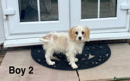 Cavapoo dogs for sale: Looking for forever homes - Image 4