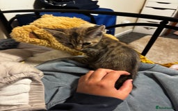 Mixed Breed cats for sale: Moggy kitten for sale  - Image 5