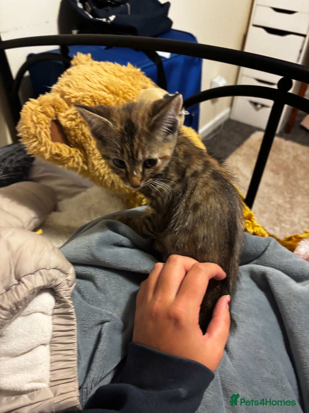 Mixed Breed cats for sale: Moggy kitten for sale  - Image 5