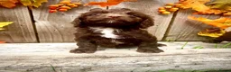 Sproodle dogs for sale: Rare Sproodle Doodle Merle Chocolate Puppies  - Advert 25