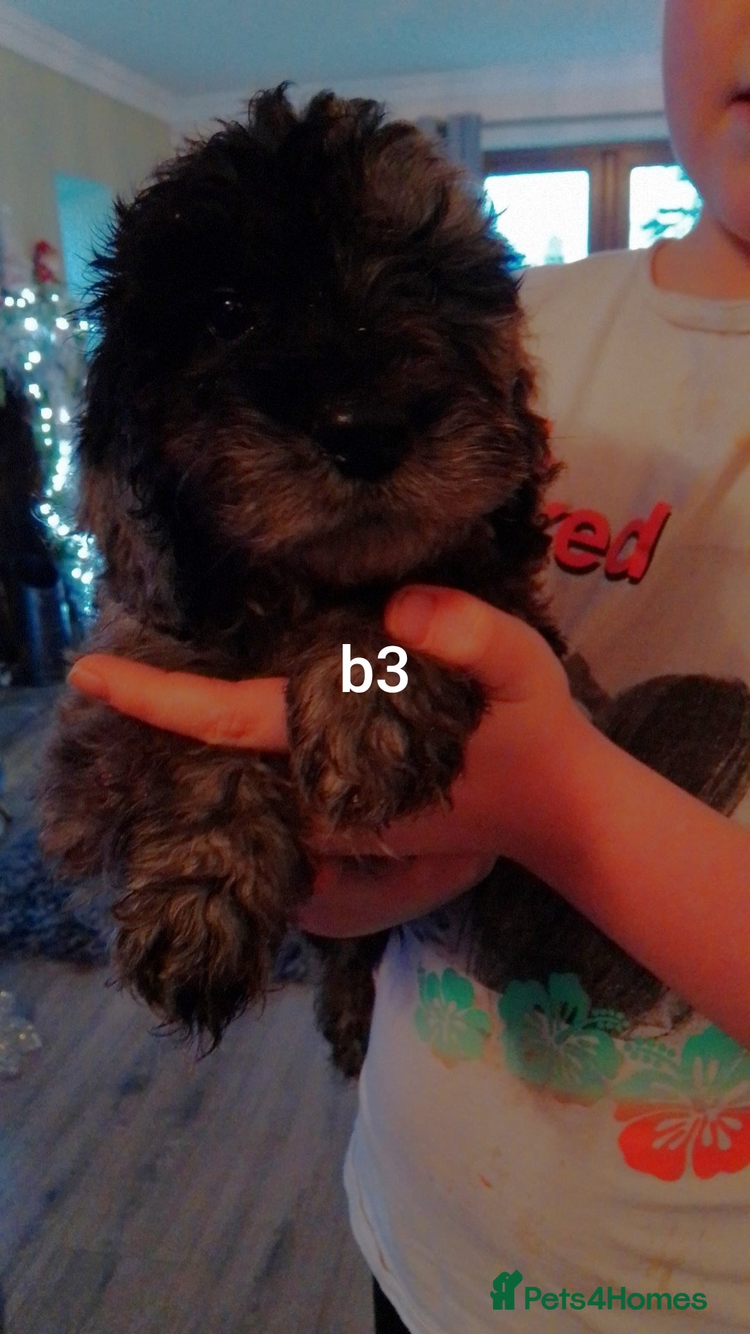 Cockapoo dogs for sale:  merles & chocolate & black Cockapoo puppies - Advert 3