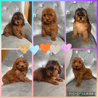 Cockapoo dogs Ready now F1B Cockapoos - Advert 16