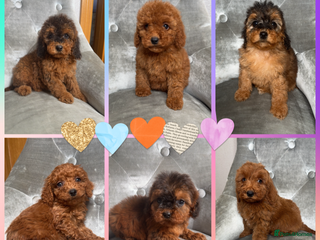 Cockapoo dogs Ready now F1B Cockapoos - Advert 1