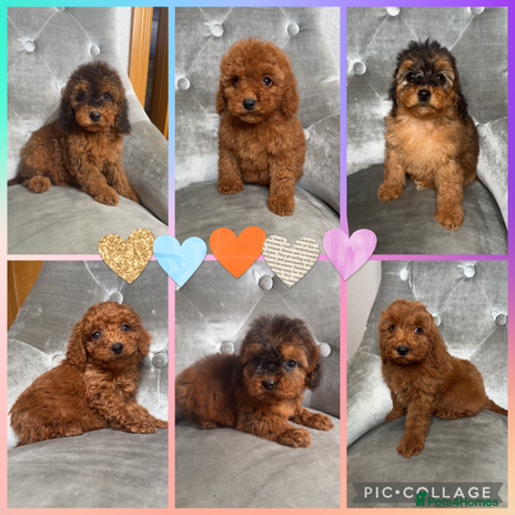 Cockapoo dogs Ready now F1B Cockapoos - Advert 3