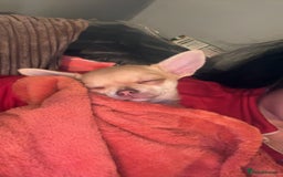 Chihuahua dogs for sale: XXS teacup chihuahua girl  - Image 5