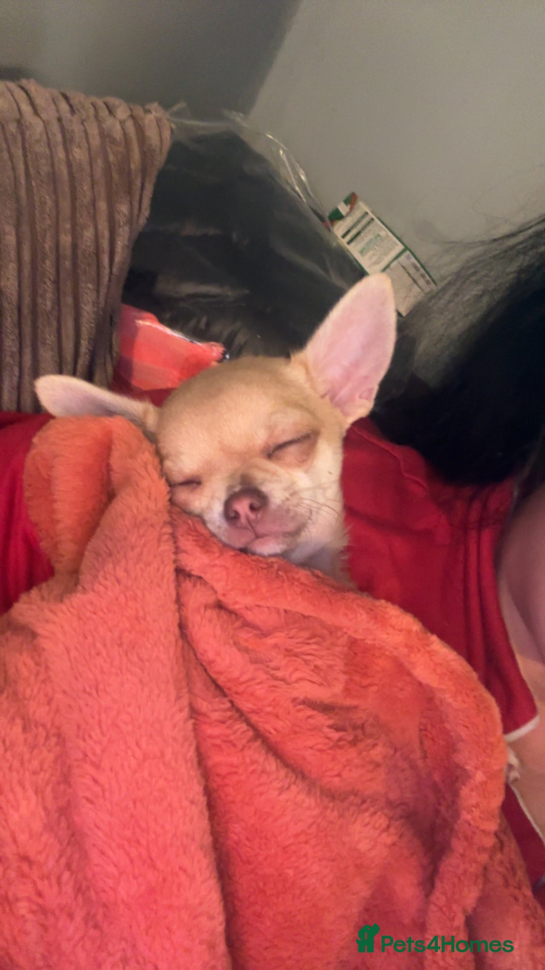 Chihuahua dogs for sale: XXS teacup chihuahua girl  - Image 5