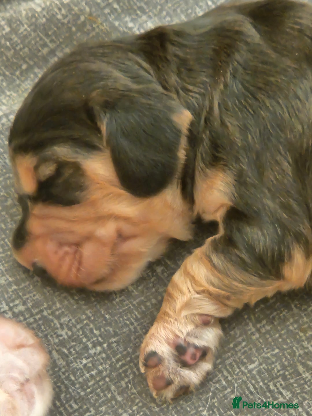 Cocker Spaniel dogs for sale: Beautiful full show cockers  - Advert 8