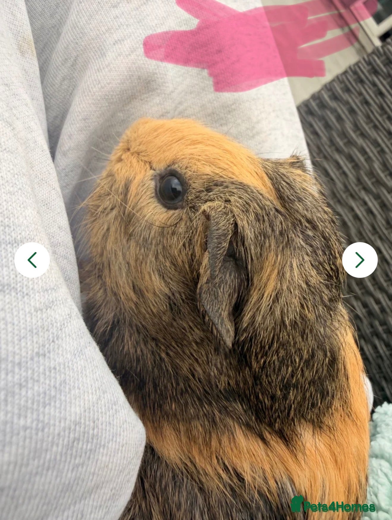 Guinea Pig rodents for sale: Baby guinea pigs ready now - Advert 2
