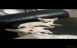 Chihuahua dogs for sale: 3 small chihuahua puppies  - Image 30