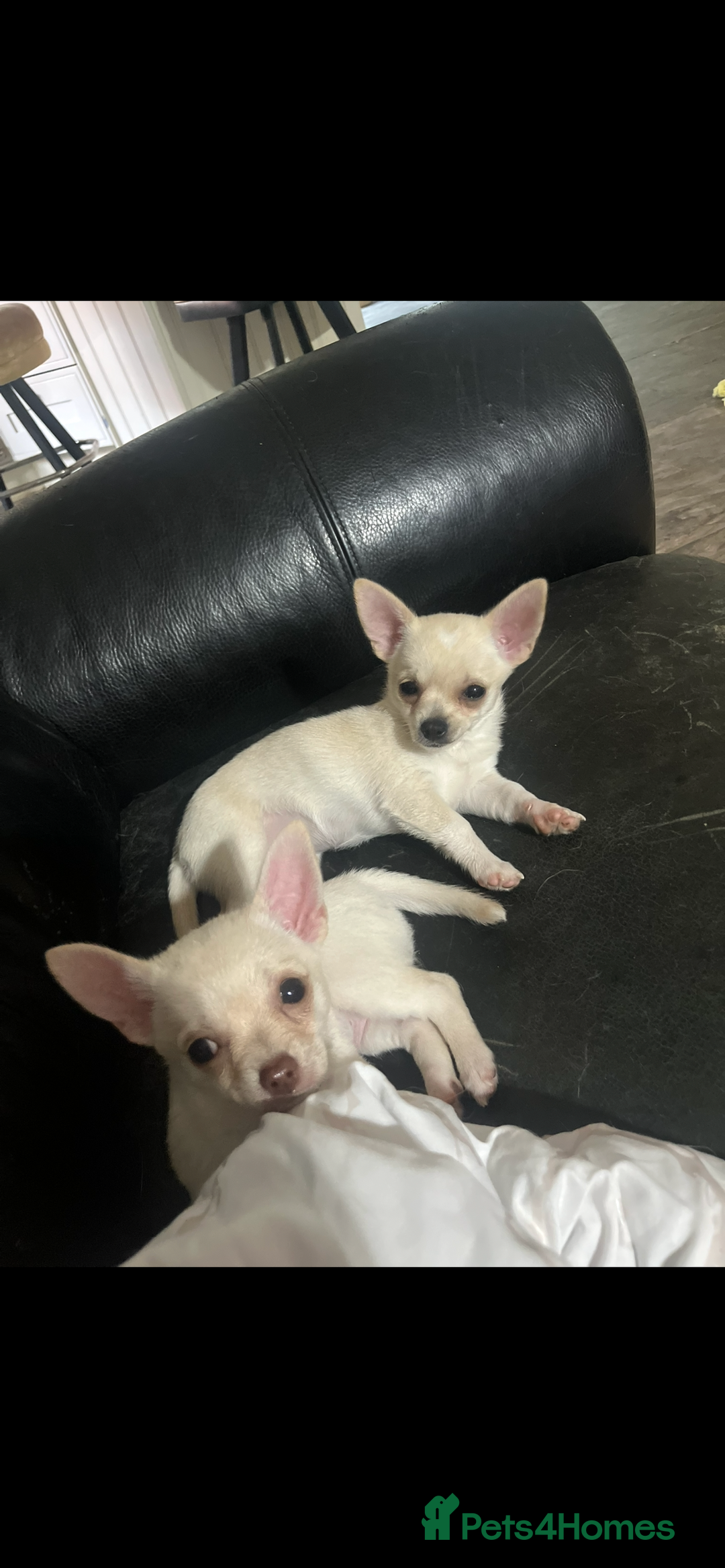 Chihuahua dogs for sale: 3 small chihuahua puppies  - Image 30