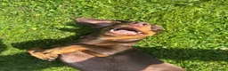 Dachshund dogs for sale: Ted & Milo - Advert 11