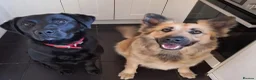 Sheprador dogs for sale: K.C registered German Shepherd × Labrodore pups  - Advert 2