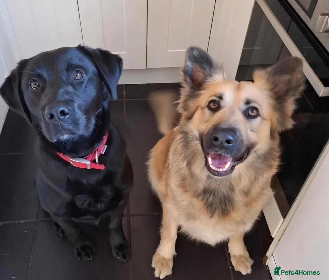 Sheprador dogs for sale: K.C registered German Shepherd × Labrodore pups  - Advert 2