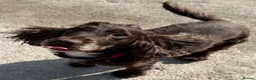 Cocker Spaniel dogs for adoption: Beautiful Coco wants a new loving forever home - Advert 3