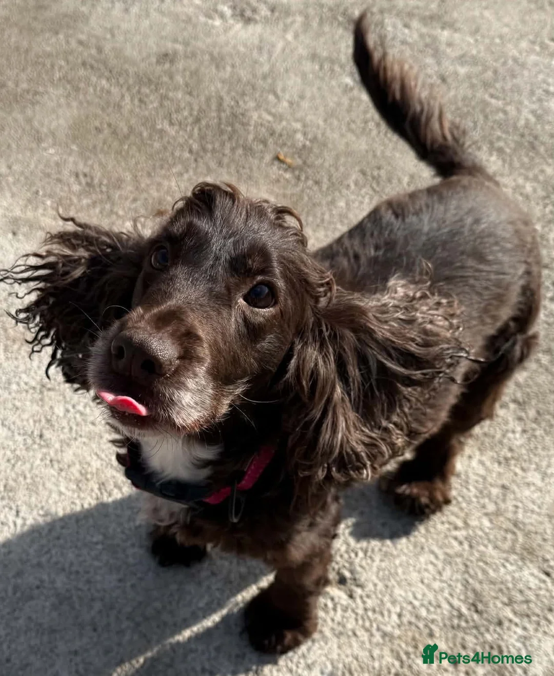 Cocker Spaniel dogs for adoption: Beautiful Coco wants a new loving forever home - Advert 3