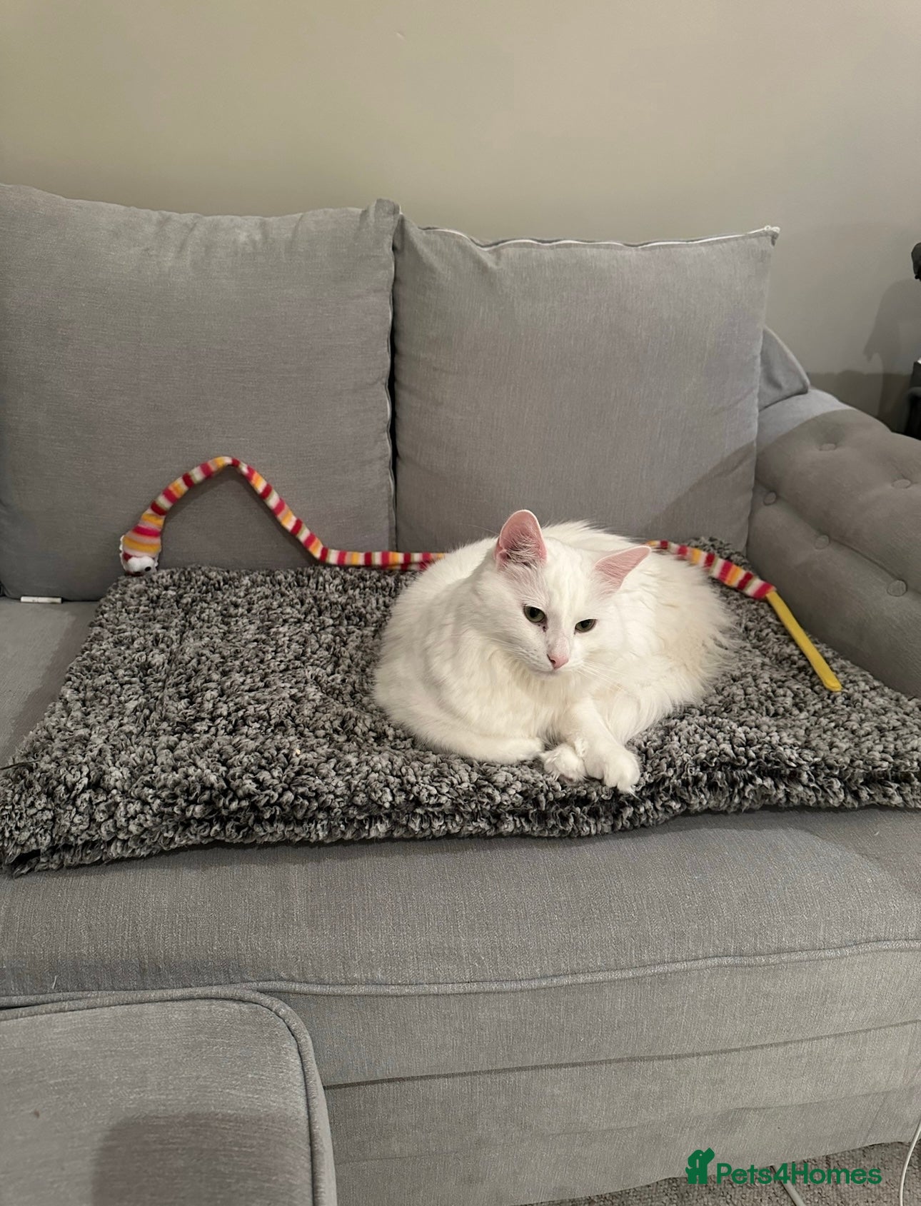 Turkish Angora cats 2 adult kitties male and female  - Advert 3