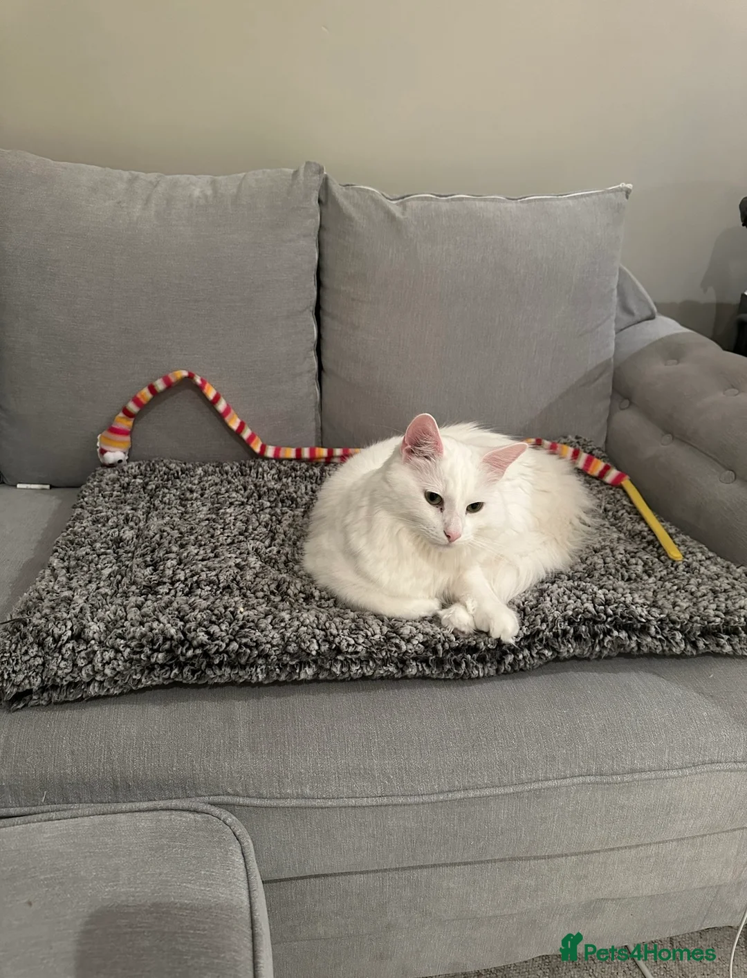 Turkish Angora cats for sale: 2 adult kitties male and female  - Advert 1