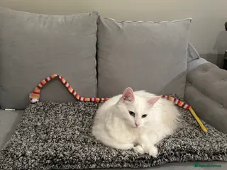 Turkish Angora cats 2 adult kitties male and female - Advert 14