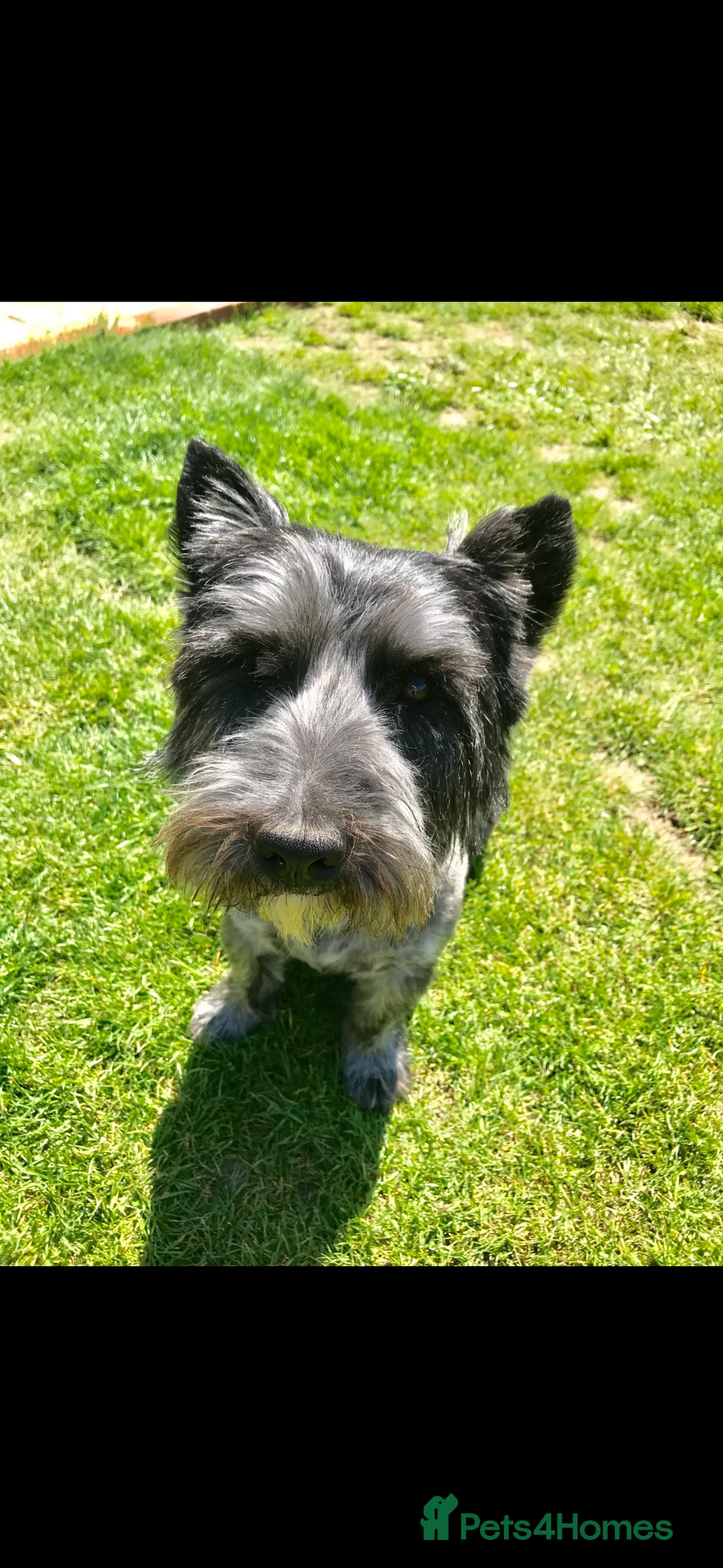 Mixed Breed dogs for sale: Quiet home needed for loving old boy - Advert 6