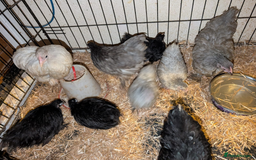 Chickens poultry for sale: Coturnix quails And Pekin bantams - Advert 2