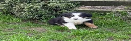 Border Collie dogs for sale: 🌟Beautiful Border Collies🌟 - Advert 6