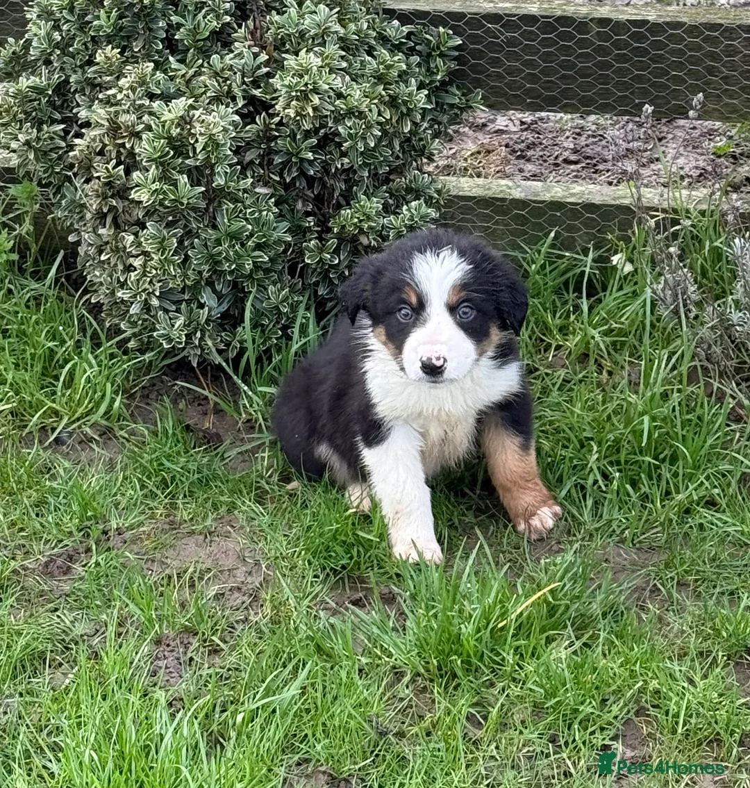 Border Collie dogs for sale: 🌟Beautiful Border Collies🌟 - Advert 6