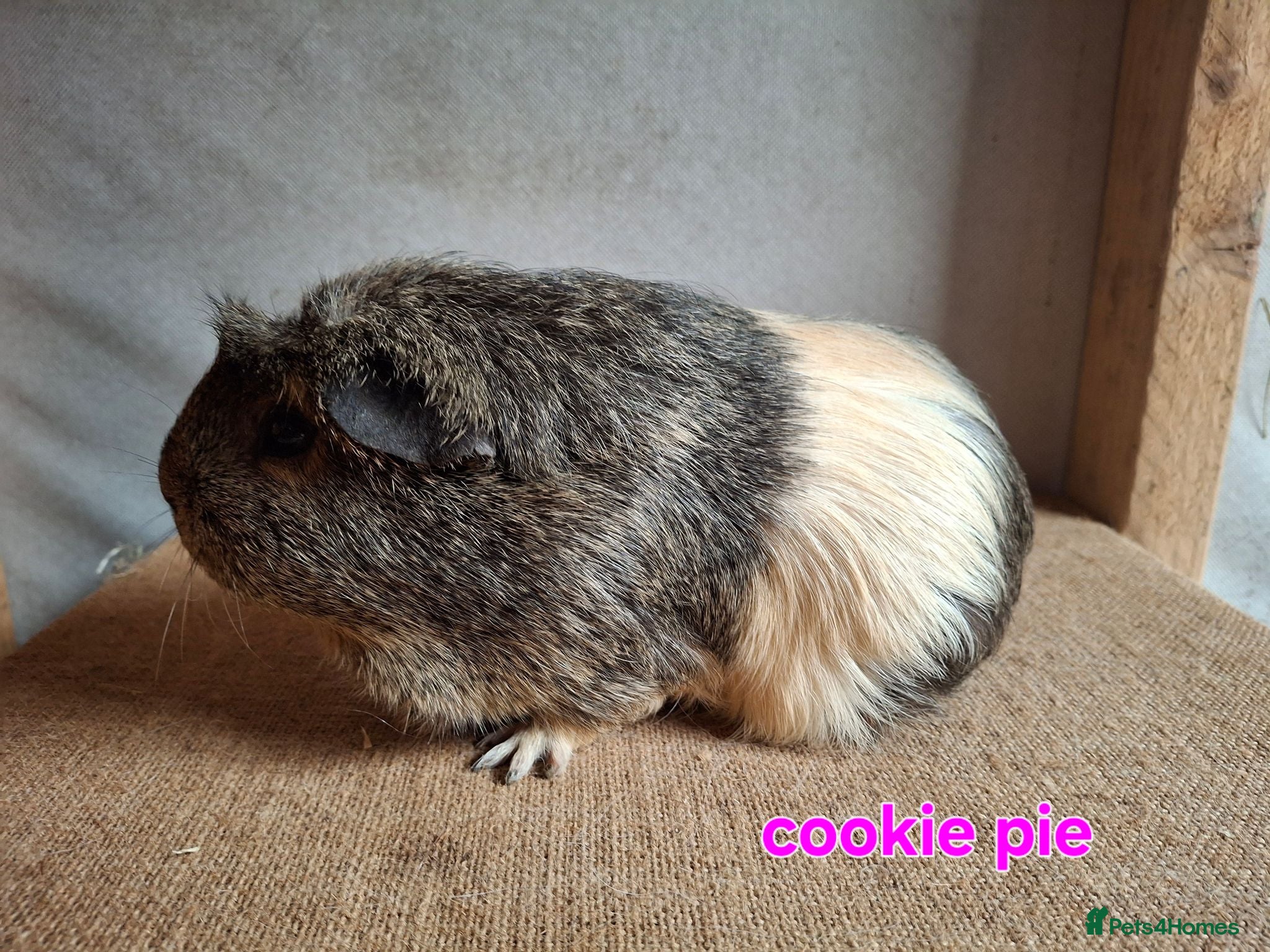 Guinea Pig rodents Lunkarya  - Advert 2