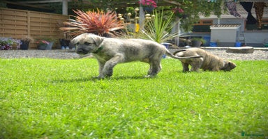 Irish Wolfhound dogs - Advert 2