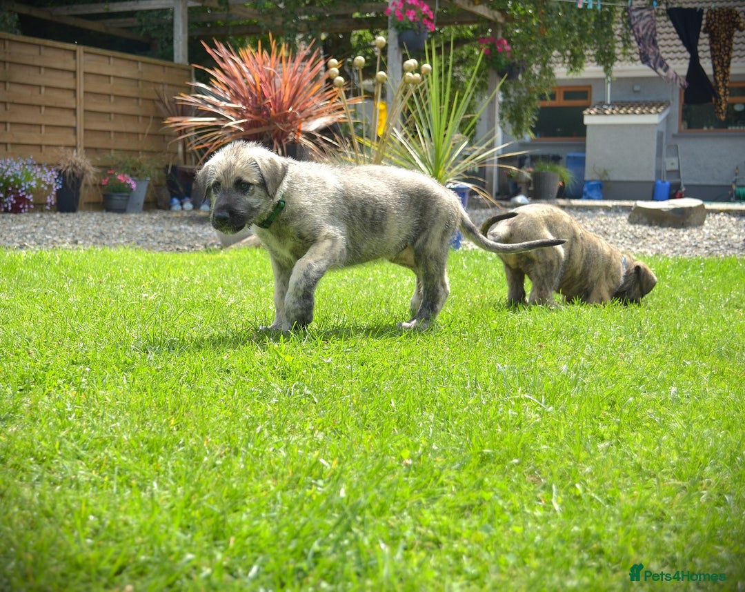 Irish Wolfhound dogs for sale: Irish Wolfhound Puppies For Sale - IKC Registered  - Image 2