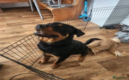Rottweiler dogs for sale: 8 month old Rottweiler  - Image 9